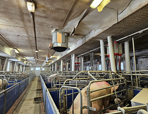 Oprava podhledu stáje chovu prasat